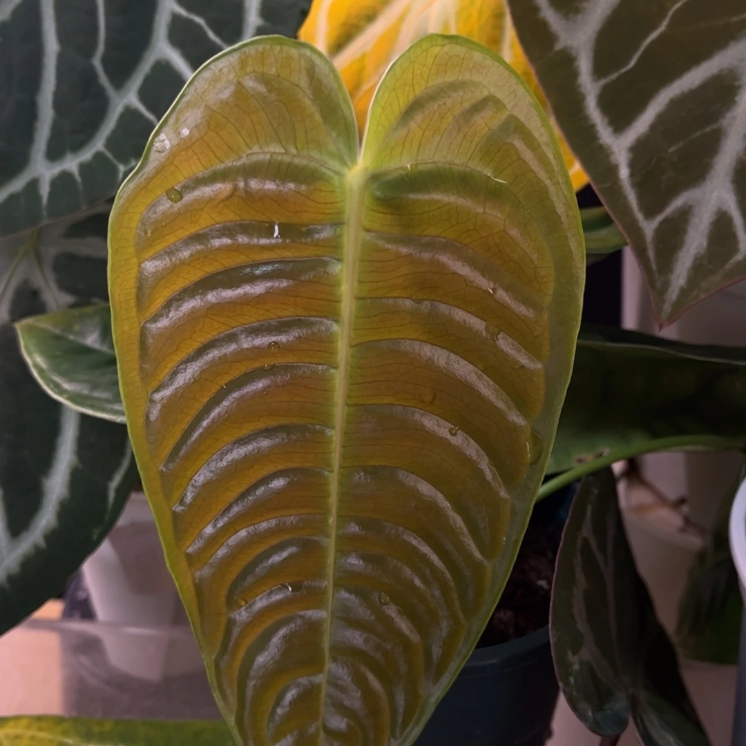 无花朵火鹤王2467