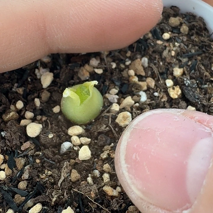 老马生石花821小葫芦