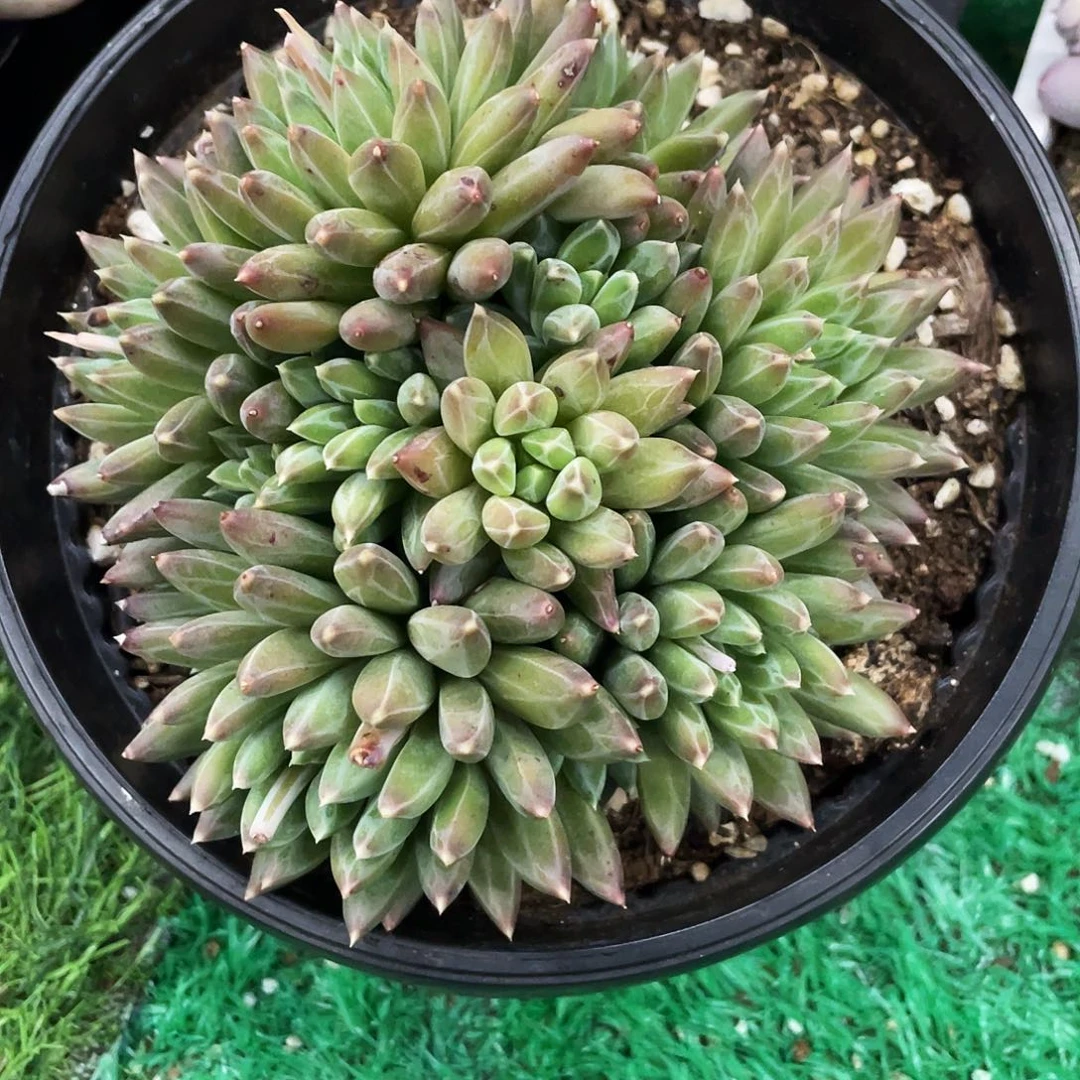 整桩无砍多头手捧黛玉美人一颗