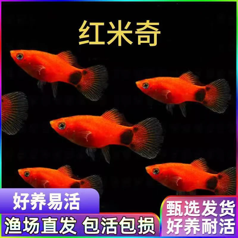 米奇小型胎生皮球小鱼观赏鱼热带鱼玛丽孔雀鱼耐活好养米奇