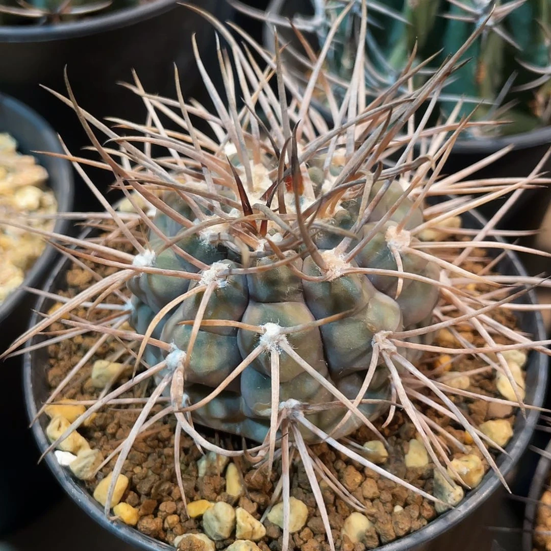 仙人球裸萼属原始魔天龙实生5.5厘米