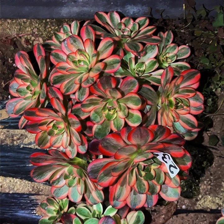 232纳福多肉植物处理不售后