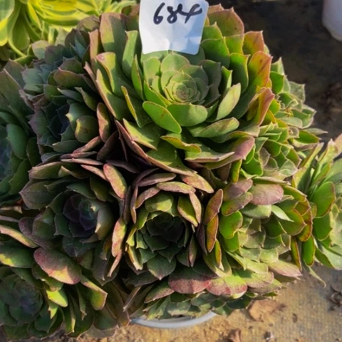 万圣节多肉植物684多肉