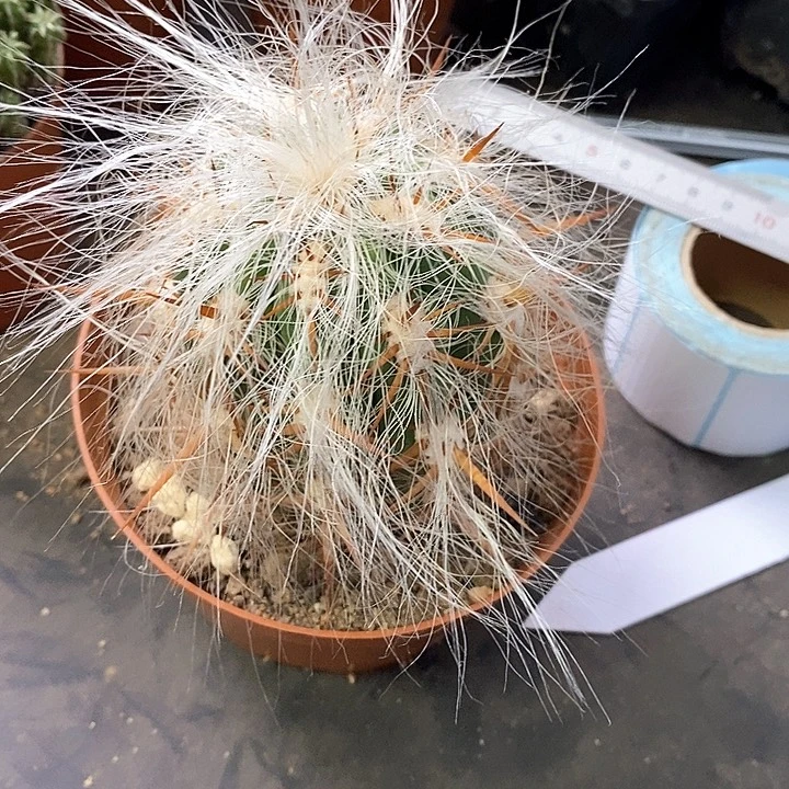 分***乐一物一拍一棵仙人球