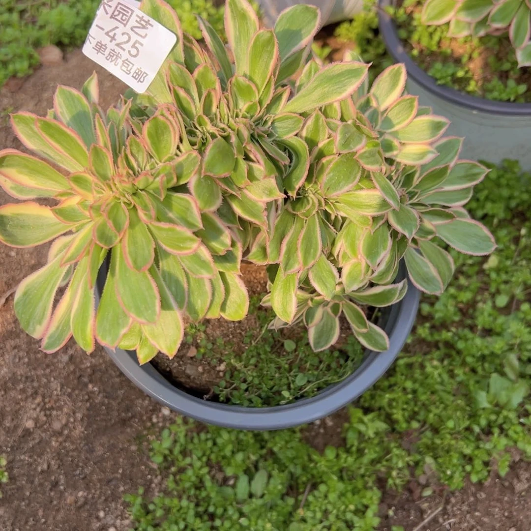 燕子锦缀多肉植物425