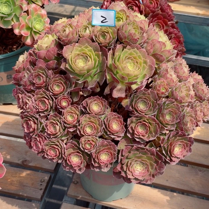 2老庄多肉法师万圣节朵朵