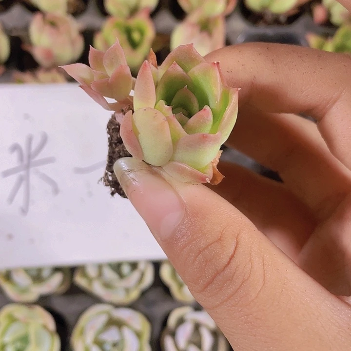 25精品红冬云1号2颗一组