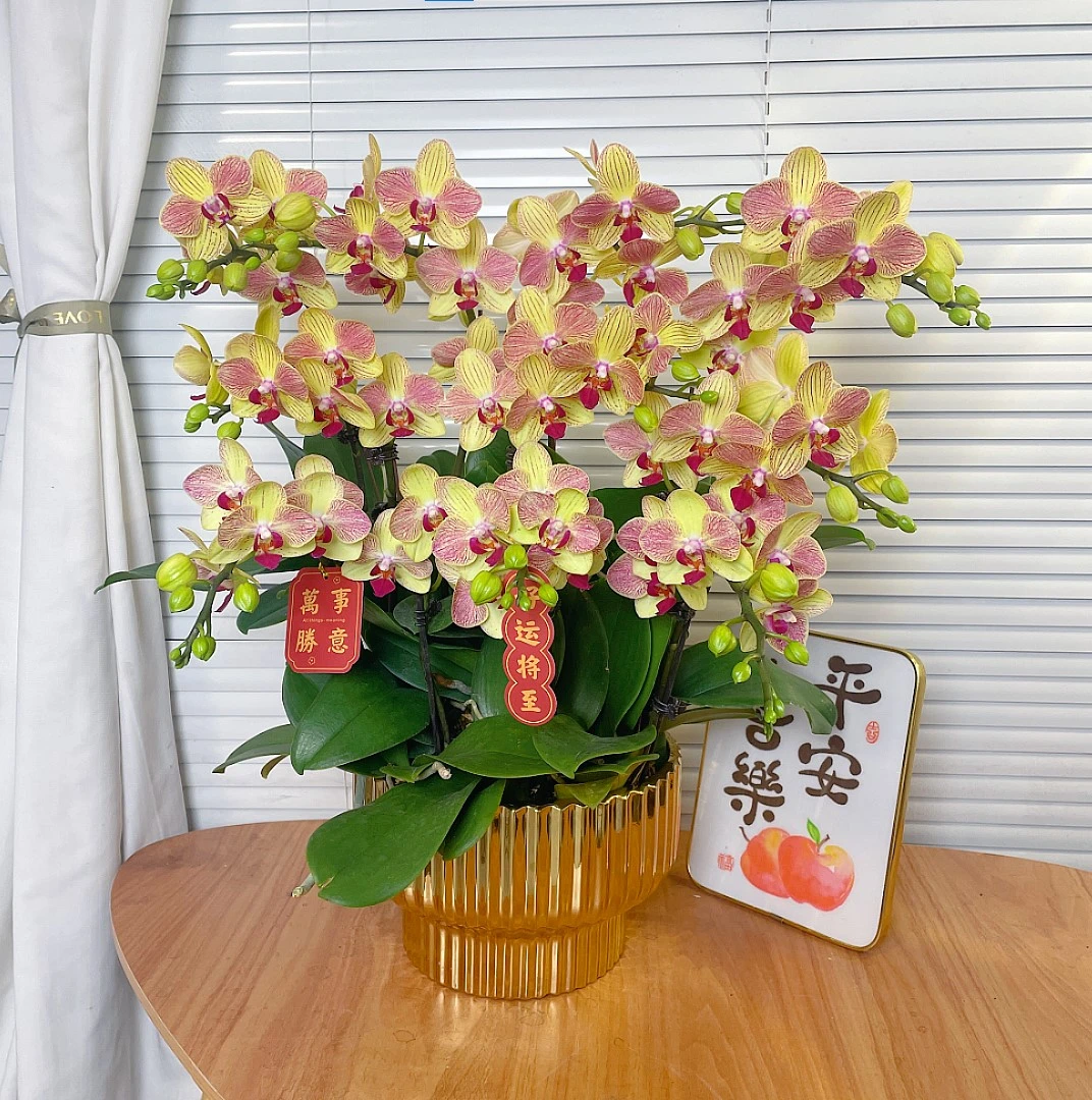 【三色鸟-蝴蝶兰】QX中式 禅意 轻奢 绿植 室内懒人观赏花卉