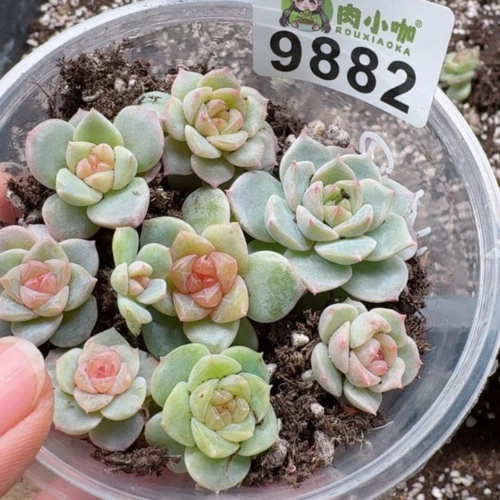 多肉植物多肉植物