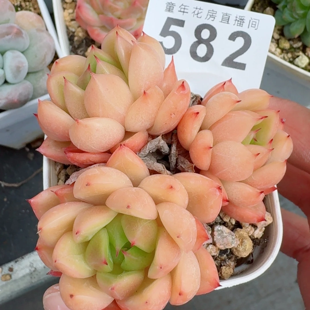 明朗珍妮            精美多肉植物盆口   6.5公分