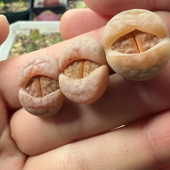 老马生石花拿，铁2503