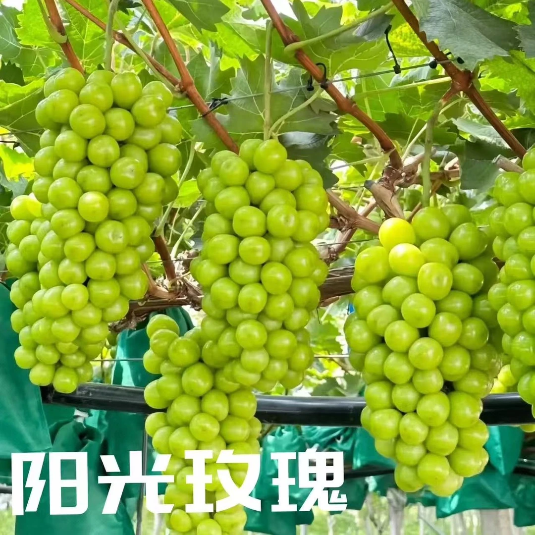 宋强葡萄哥家阳光玫瑰葡萄苗新疆发货
