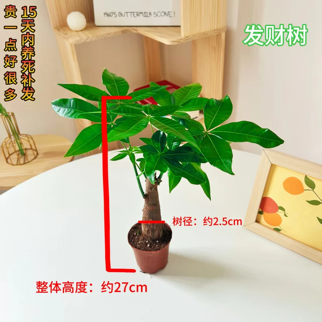 独杆发财树室内小盆栽客厅招财盆景办公室好养活绿植绿植盆栽