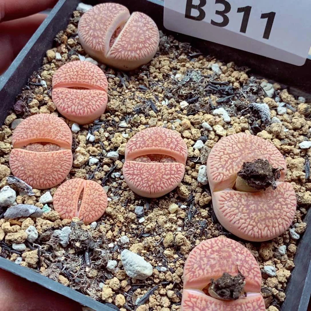 我的小姐姐们都是我的小可爱311