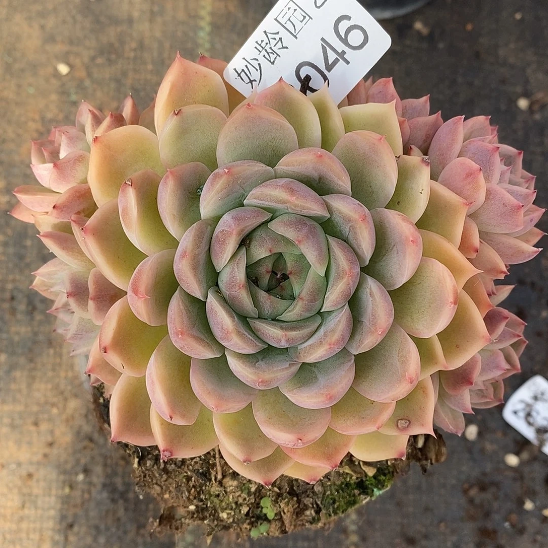 3046杂交老桩基地～11厘米