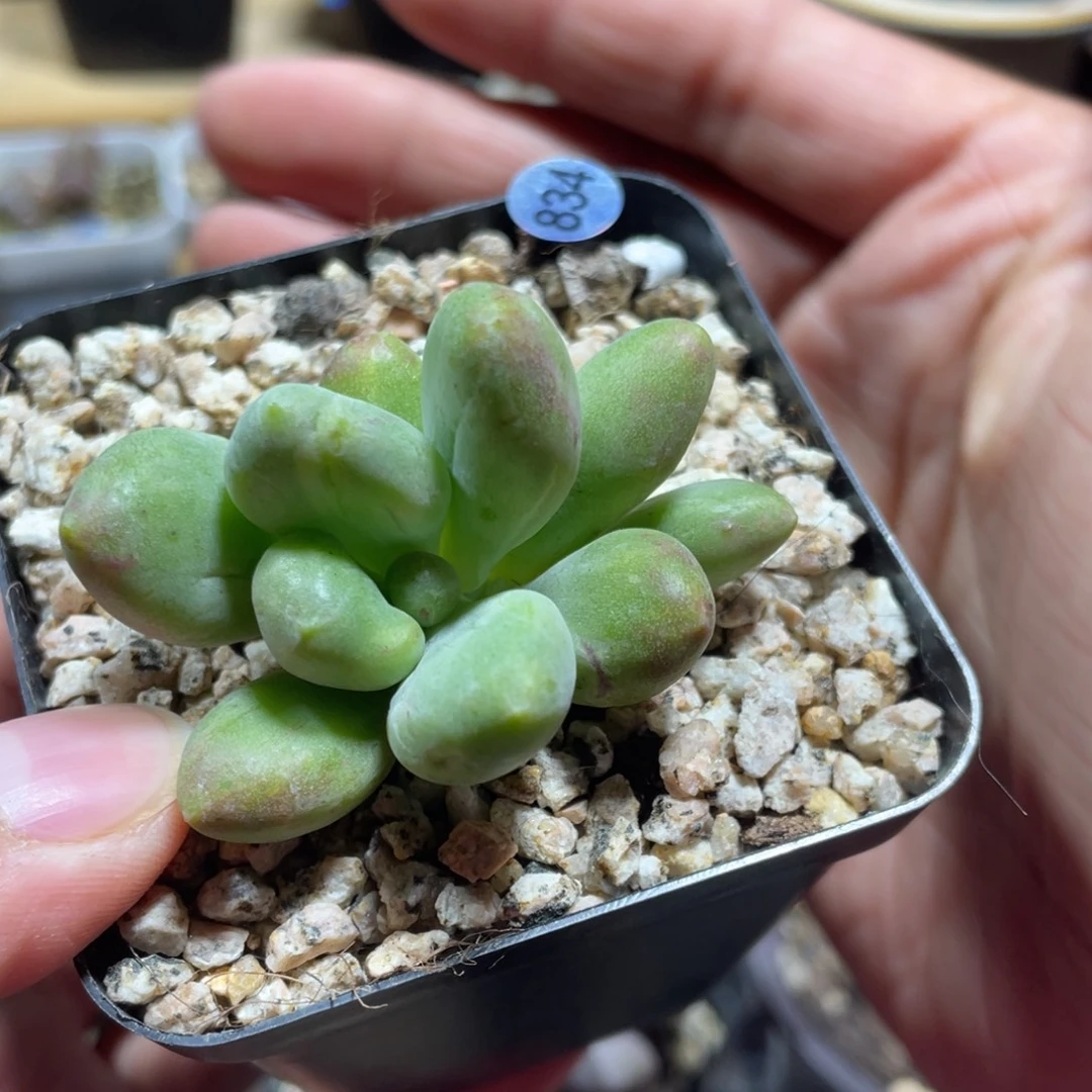 乌里韦亚多肉植物