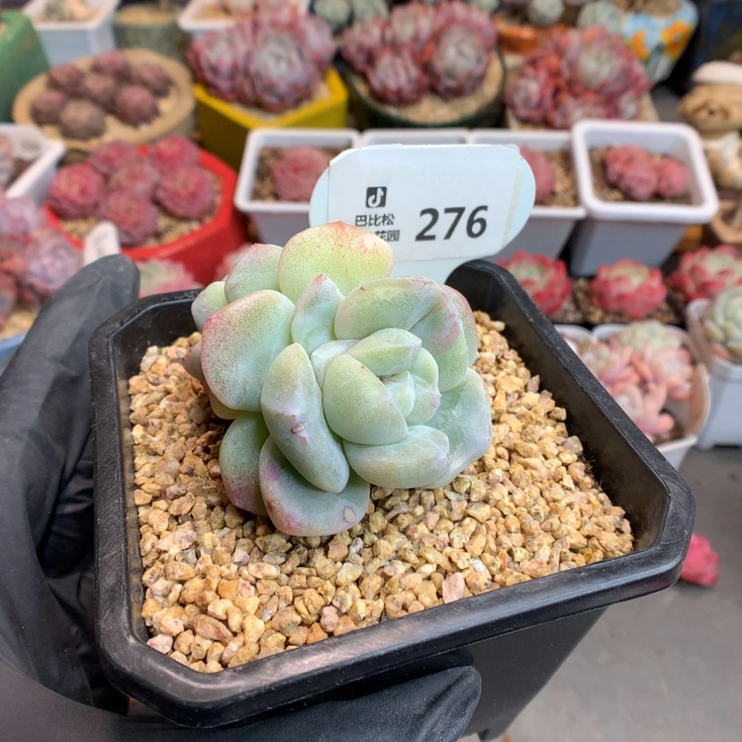 白*琛276 冰玉石化多肉