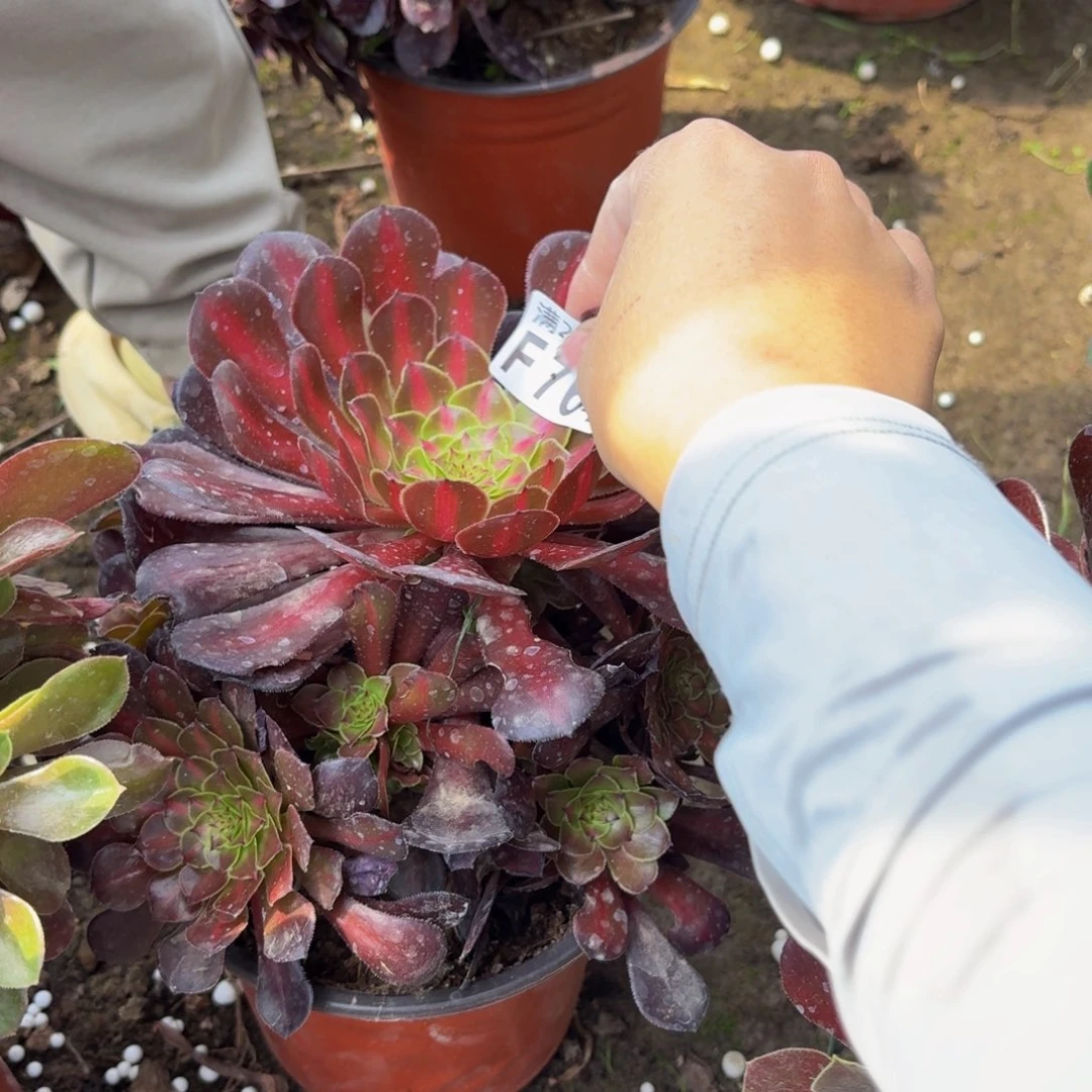 无花朵764多肉植物捧花的