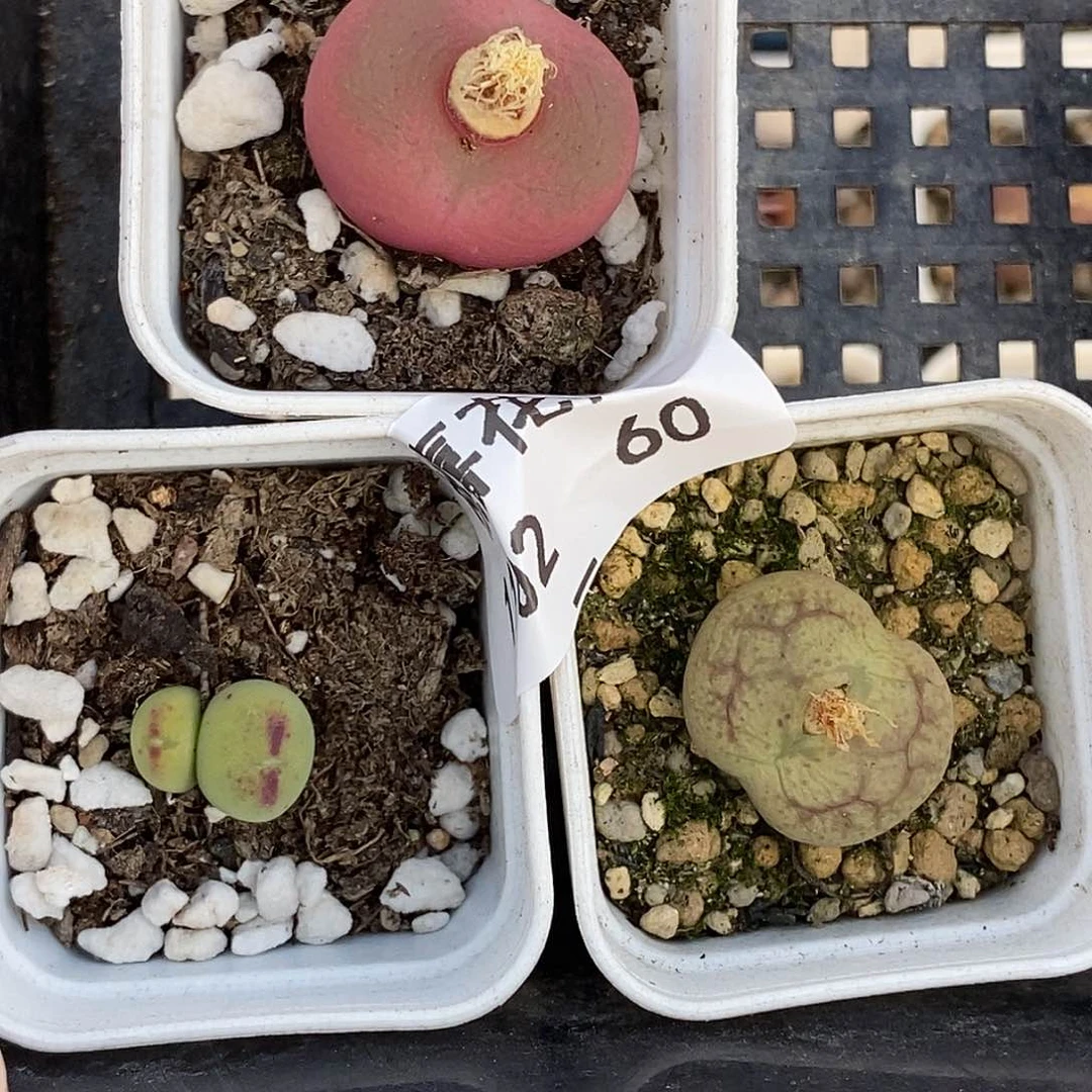 豆****?102-60-组合福利。