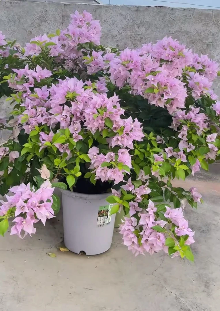 新加坡宫粉【带盆带花】四季开花可爬藤可垂丝阳台庭院好养0.35盆