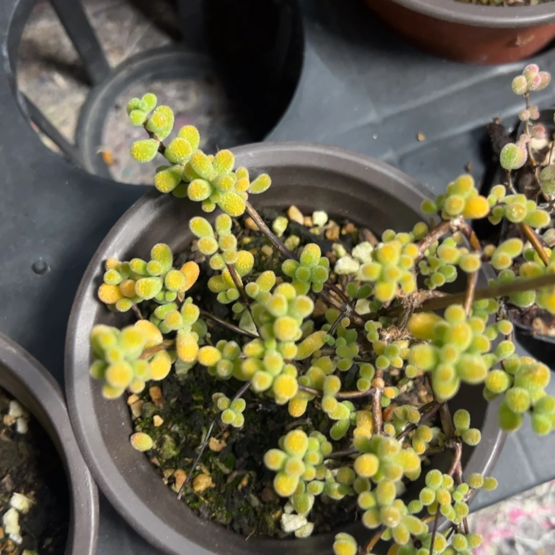 翡翠90杯老桩福利精品