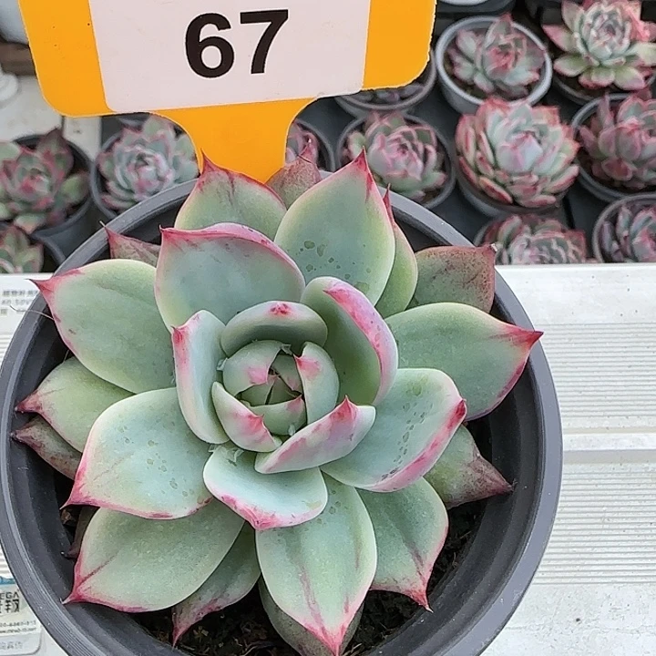 67 惊鸿仙子多肉植物6-9cm