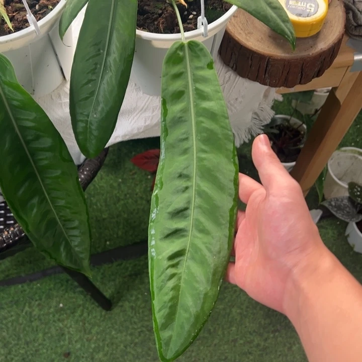 不开花植物进口银脉丝绸