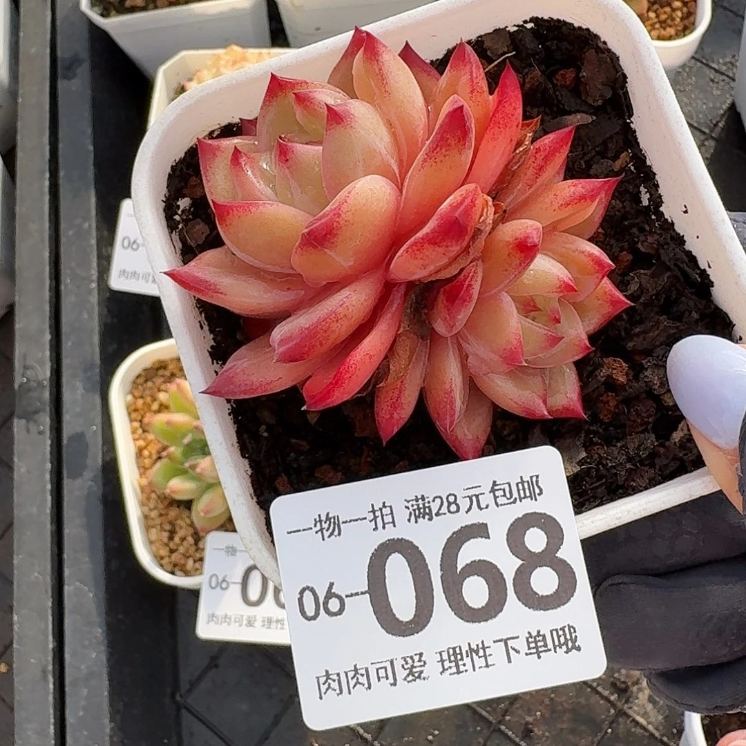 黑武士无盆土发货