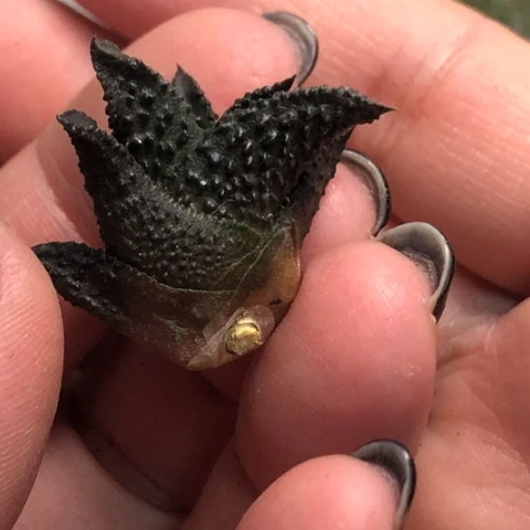 哥斯拉哈哈哈哈哈哈哈