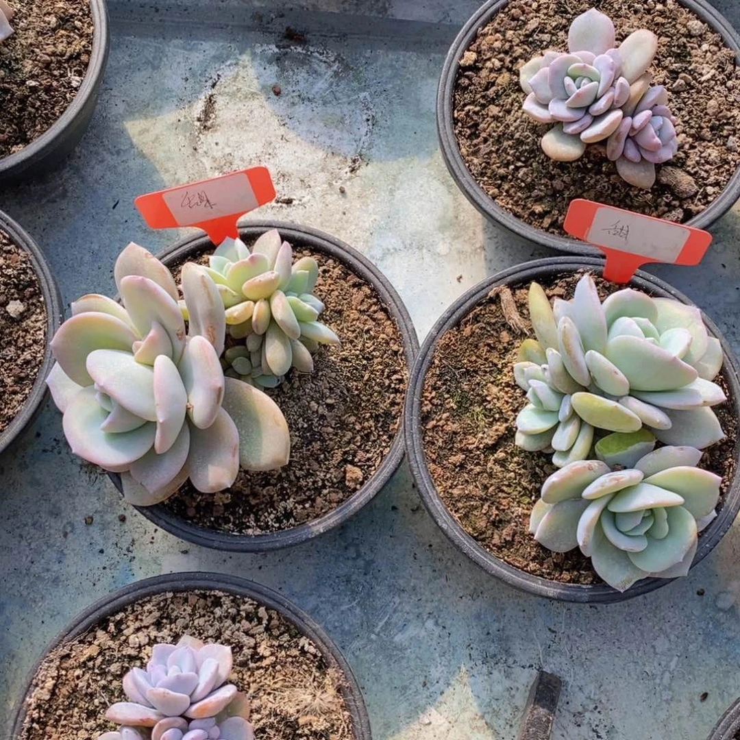 甜**i多肉植物2222222