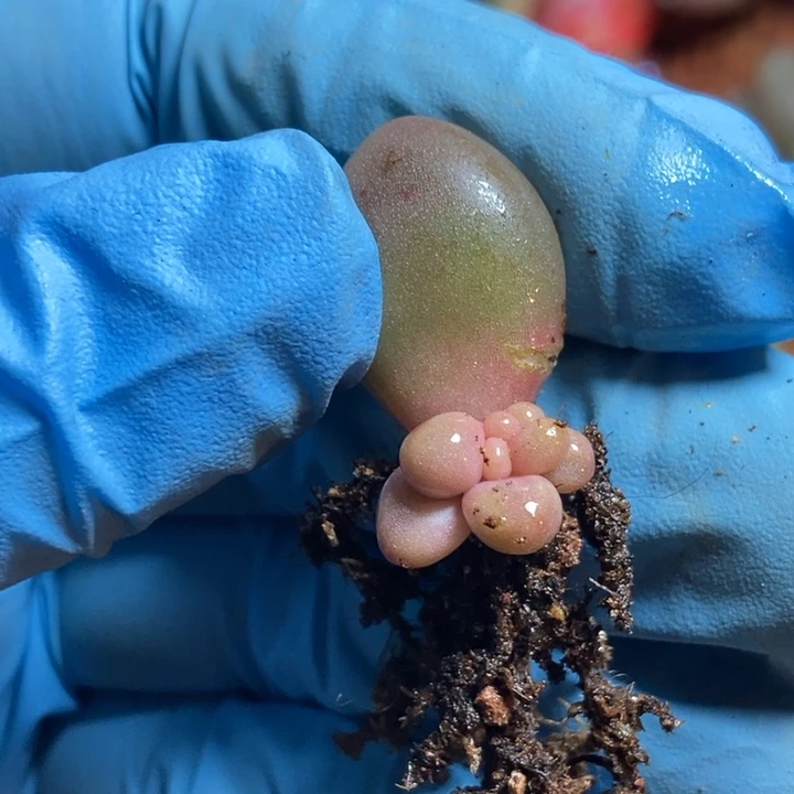 叶**红手指锦多肉植物