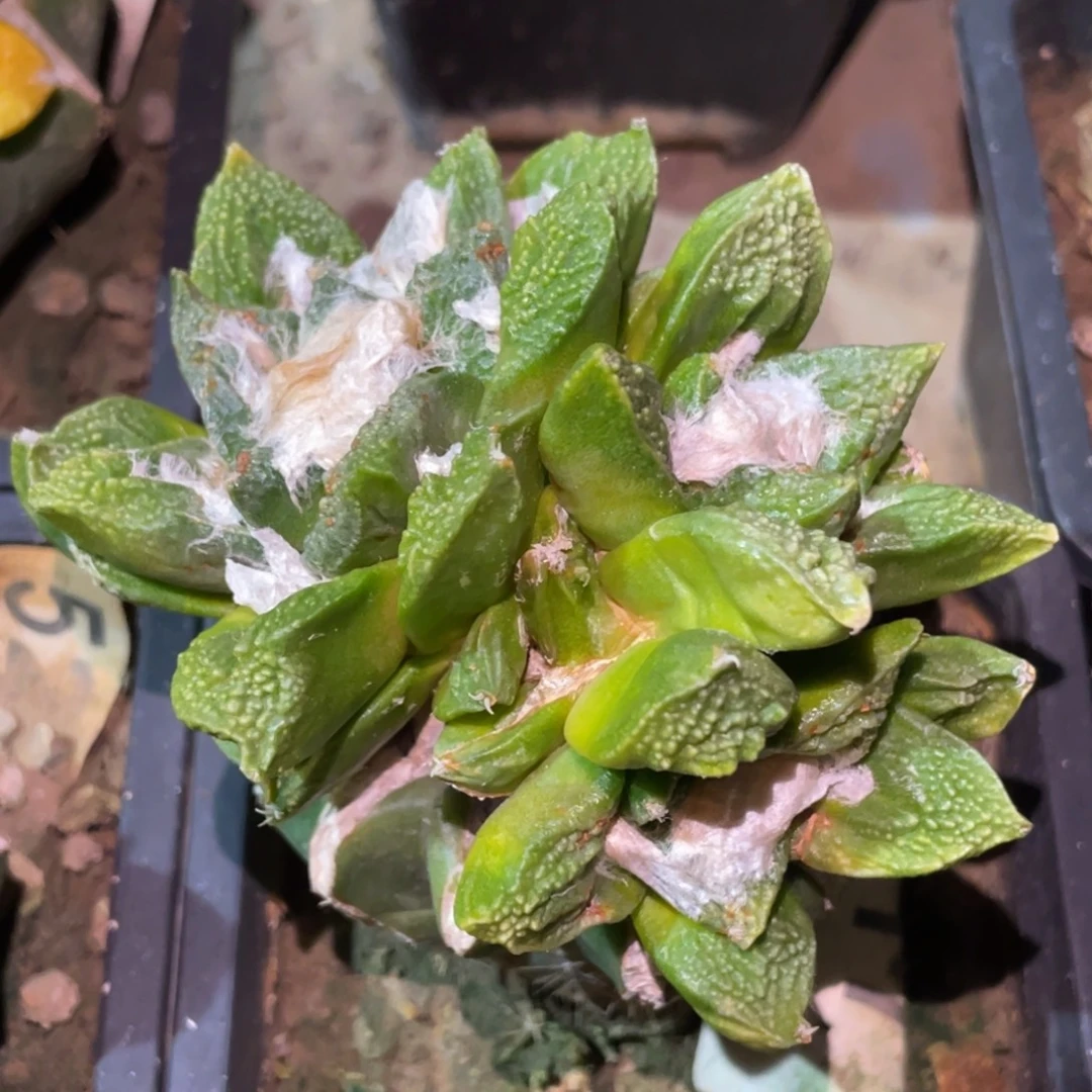 全部花朵三头连体 新顿龟甲牡丹锦群617