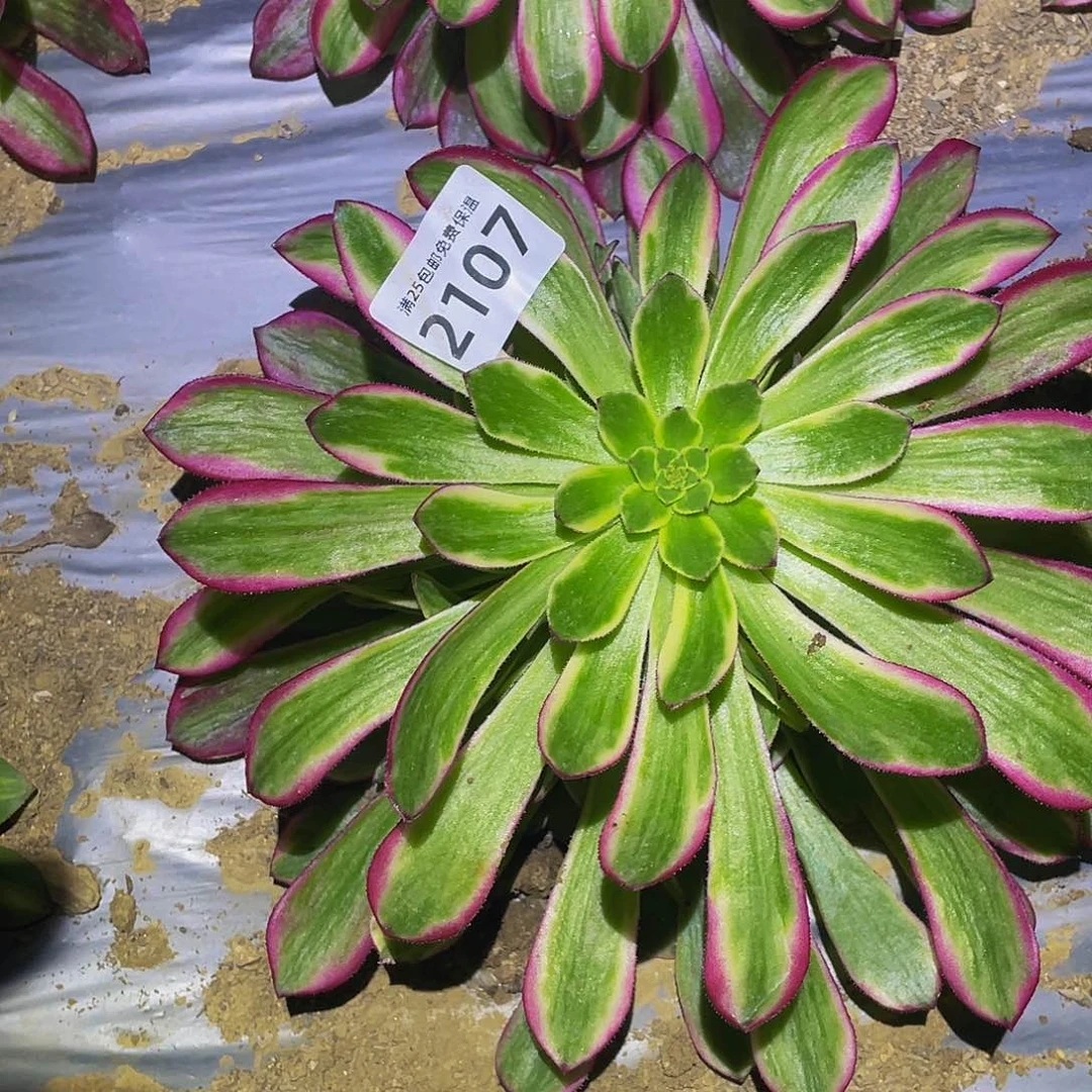 2107琉璃女神多肉植物