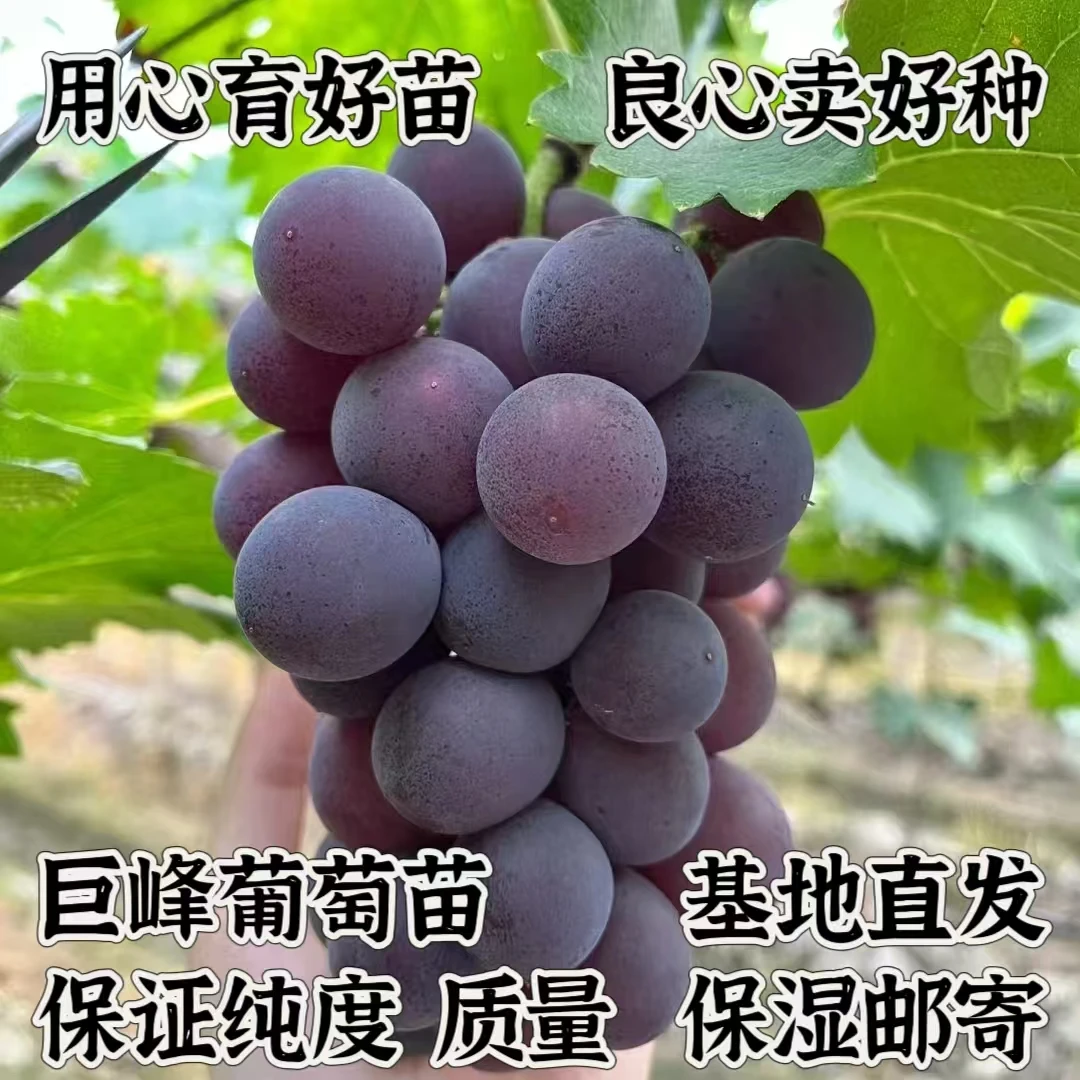 扦插巨峰葡萄苗     玉海苗木
