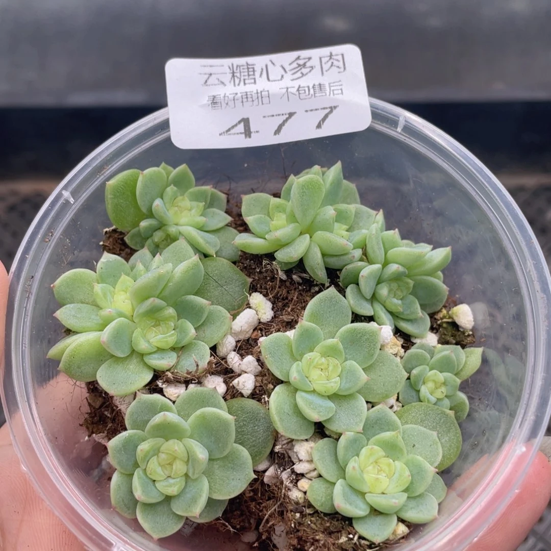 云糖心多肉植物477