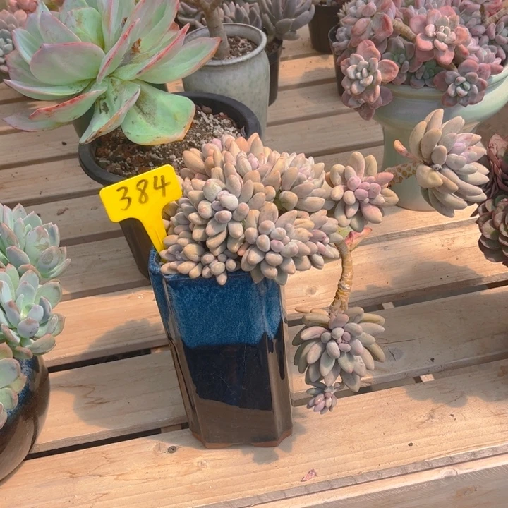 汤圆多肉植物3 8 4