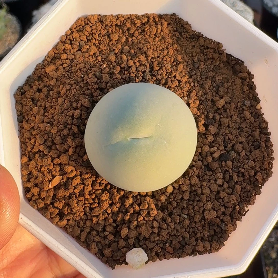 鸽子蛋肉锥仙人球1224