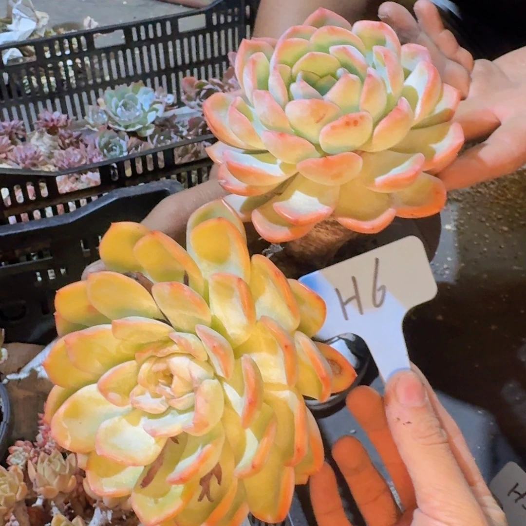 喜***狼多肉植物和植物等植物