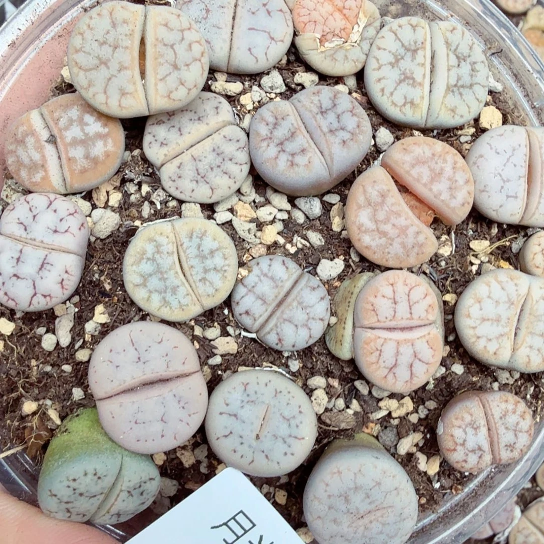 哈哈笑不出话就笑649是