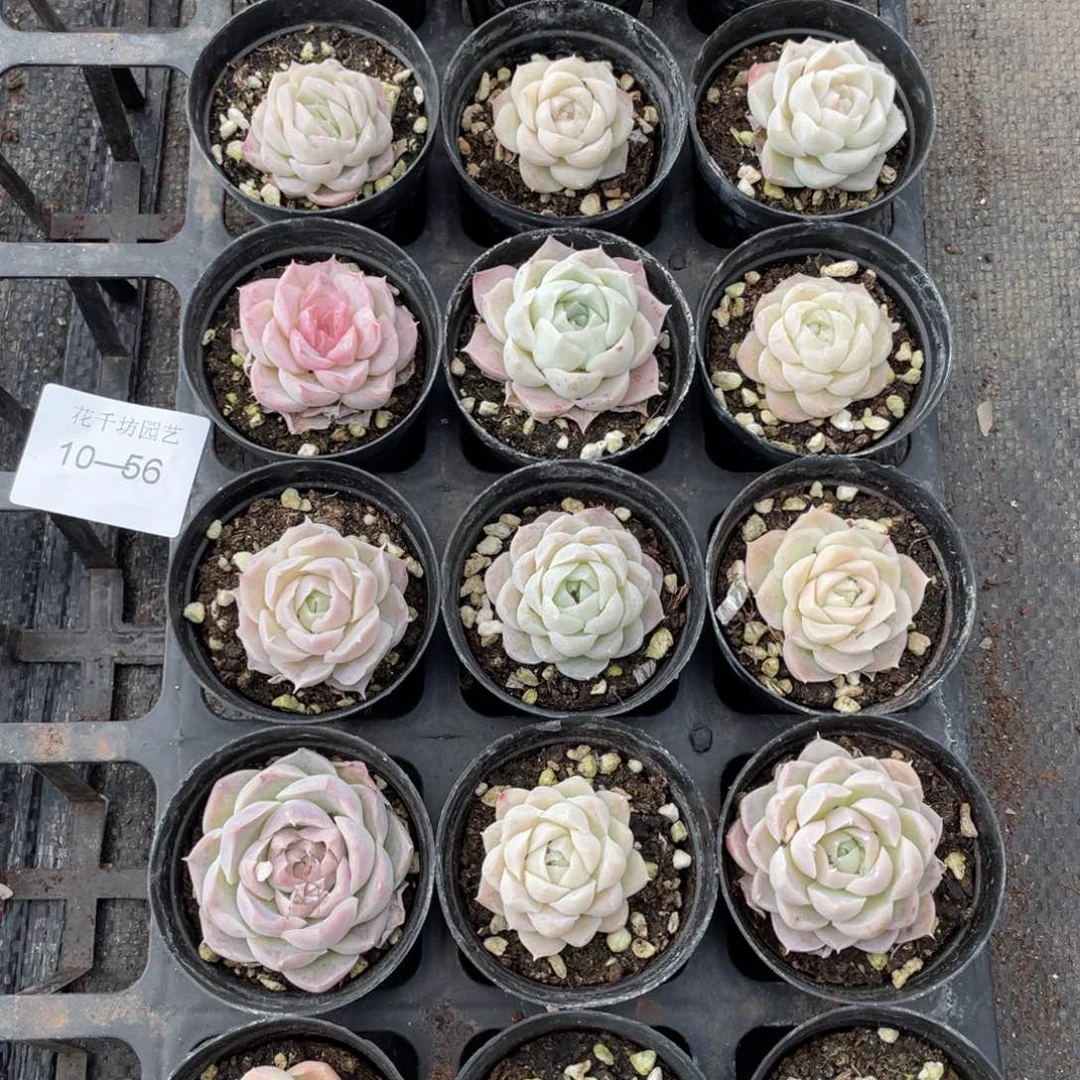 一物一拍18颗10-56