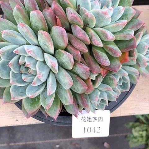 东***出1042一颗8888888555555