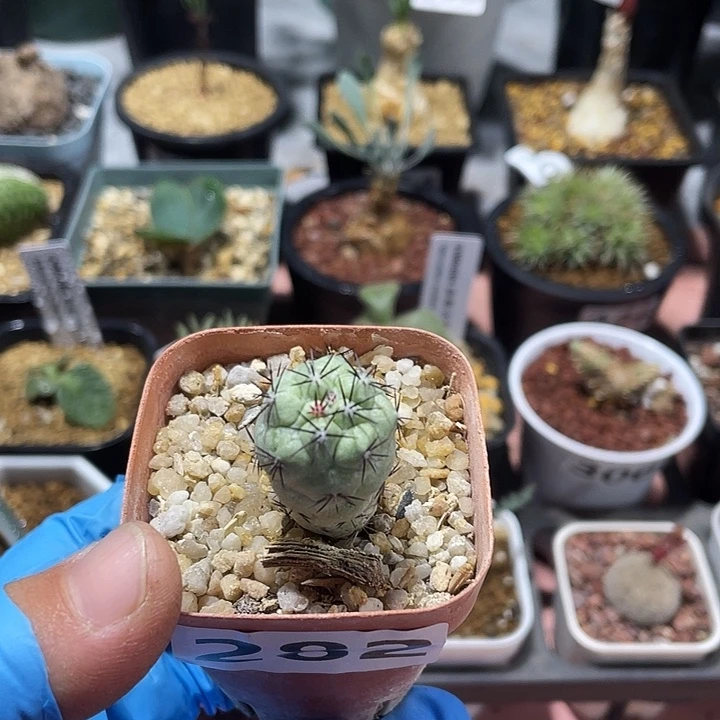 282帝王丸仙人球，