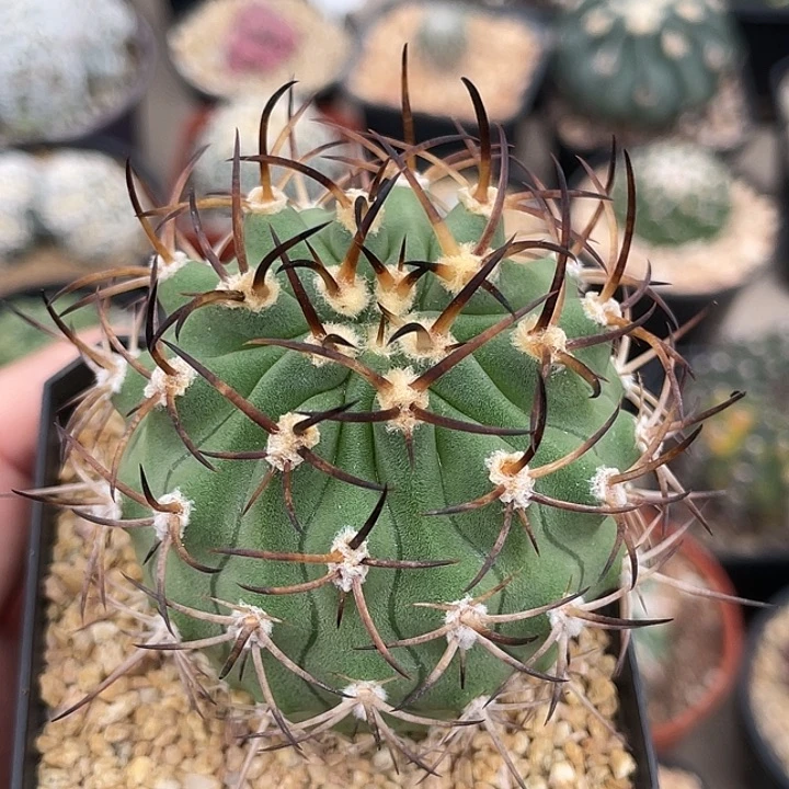 伍佰津玉实生仙人球