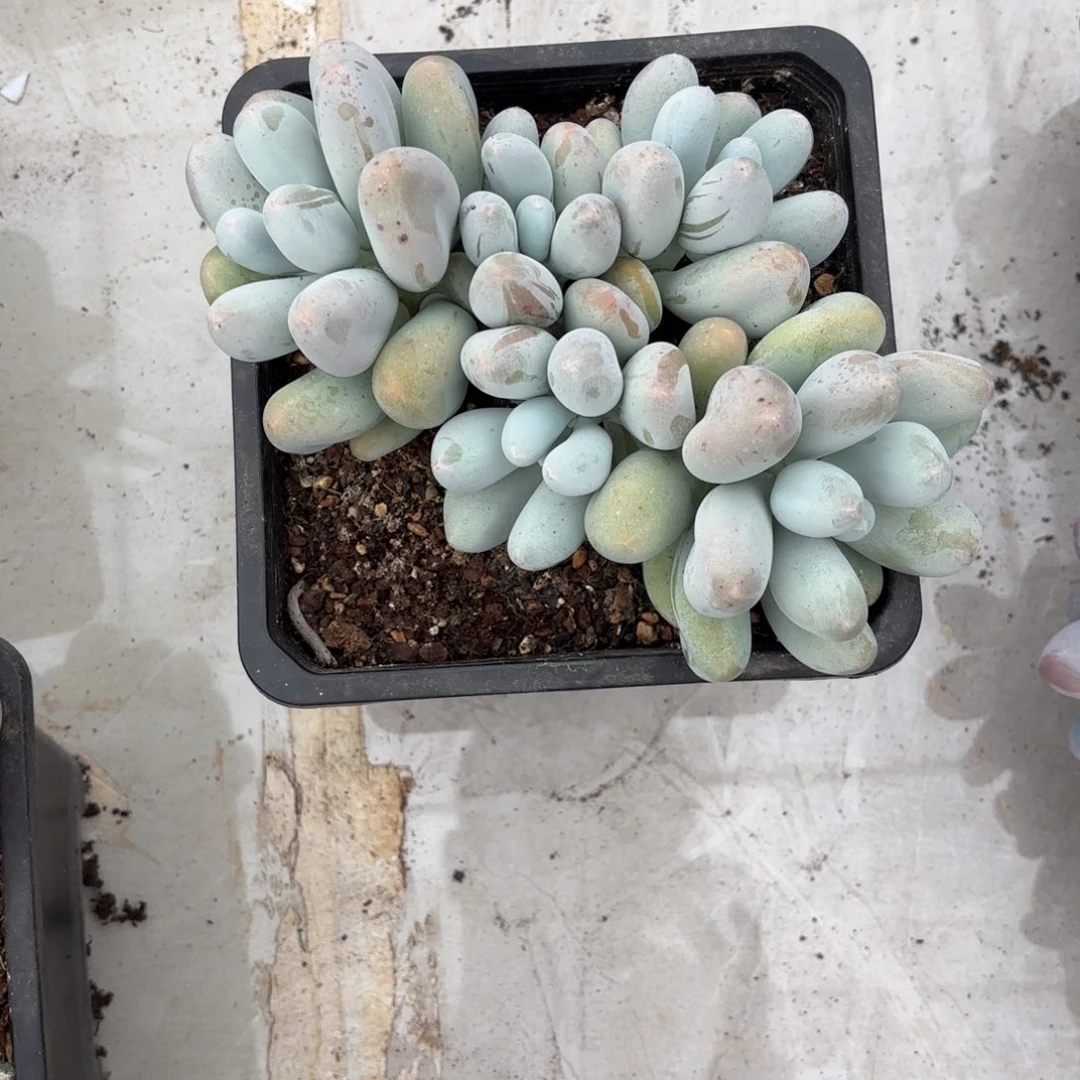 玲***c多肉植物米可玲姐发货