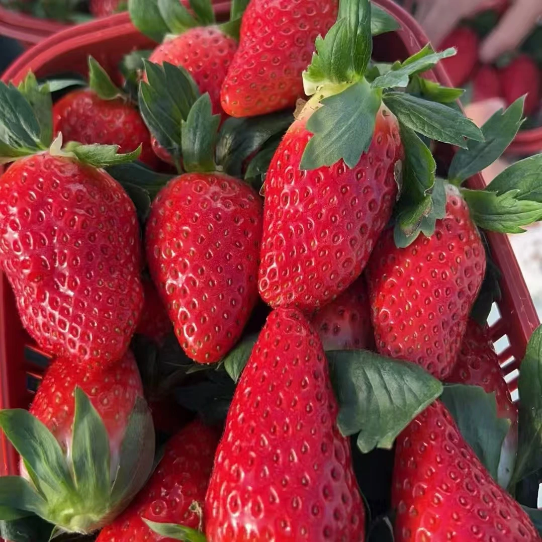 【福袋专用】超大穴盘草莓苗优质穴盘草莓苗高产抗病阳台盆栽庭院