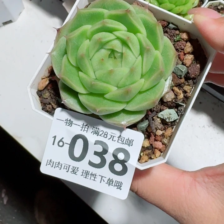 阿祖多肉无盆土发货多肉多