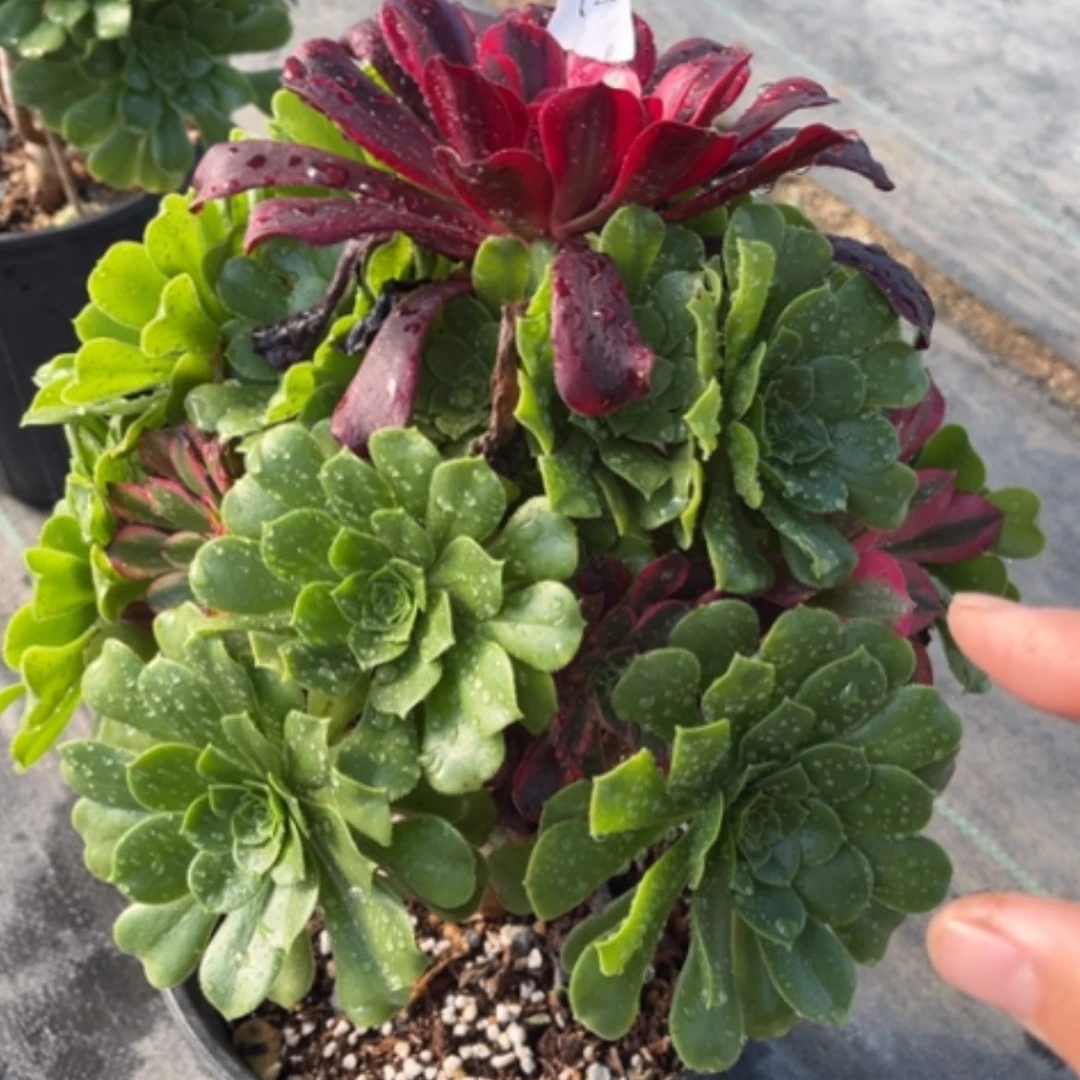 【闪购商品】12嫁接多肉法师