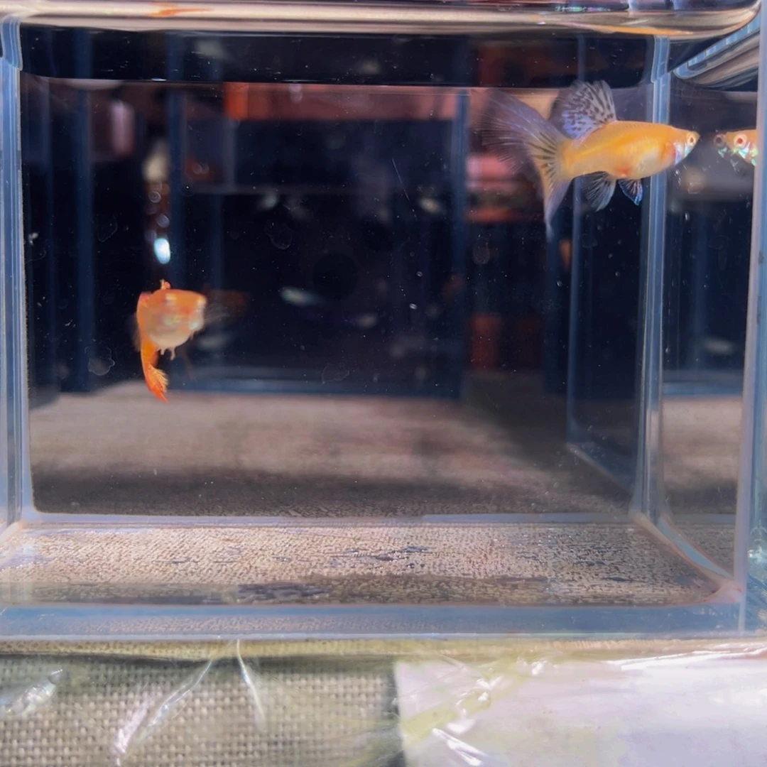 孔雀鱼拍卖专用20