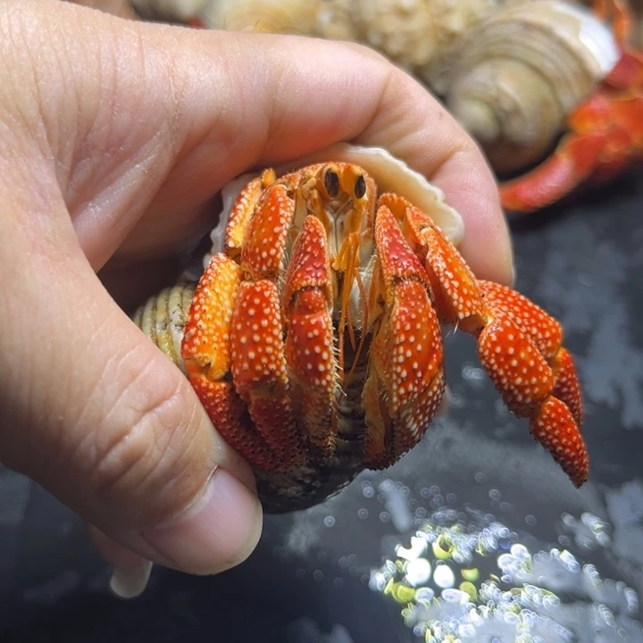 闪17号毛球3.2大小眼特价