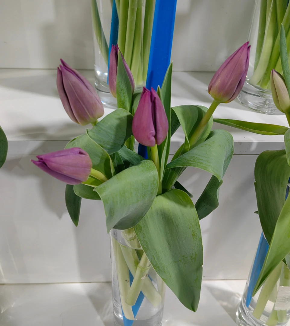 方德新品暗夜郁金香一把（10支） 云南基地  鲜花直发   家养水养